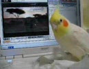 【じゃまする２羽のインコ】ゲーム実況みたいのに【白いほう】