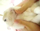 何かを訴えるうさぎ