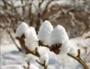 野郎が頑張って雪の華を歌ってみた