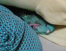 うちのインコ（サザナミ）の生態２