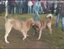 カンガル犬vsカンガル犬 Ⅱ【闘犬】