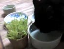 ルナ＆デルタ #2 水を飲む猫