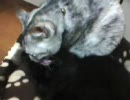 ルナ＆デルタ #3 かわりばんこに毛繕い