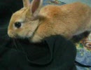 ぽーしゃん動画5ｗ
