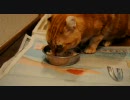 トムさん、手作りごはんを食べる