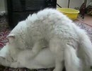 ペルシャ猫が交尾