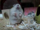 どったんばったんハムスター。