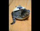 「箱舟」天野月子