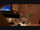 猫さん その3