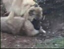 仕留めた狼から牙を抜かないカンガル犬