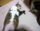 【cat】お腹さわると、舌ぺろぬこ(56秒)