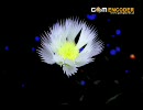 20歳♀ヲタが選ぶアニソン・ゲーソン集2