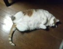ふゆのねこ