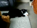 すりすり