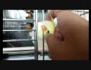 オカメインコ　必死なカキカキ