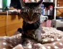 熟女ぬこのふみふみ動画