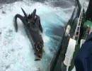 日本の捕鯨船とシーシェパードの高速船が衝突