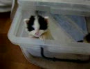 うちの猫様達２