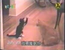空手猫　karate cat