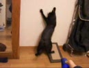 猫おもちゃその１、おさかなビーム