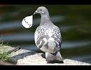 【歌ってみた】　ハト　を歌ってみました　【ちる】