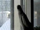 いいちこインコに憧れて