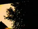 歌ってみた第10弾　『celluloid』　歌っちゃったｗｗｗ　【未来】