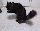 くしゃみをする黒猫