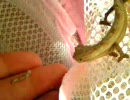 コノハカメレオン、カイコを手から食べる