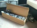 箱入り猫様