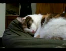 Linus of Hollywood - "Lets Just Stay In Bed"