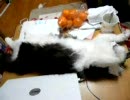 うちのもふ猫　No.1