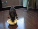 むさぼり食う