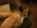 ビックリする犬