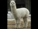 アルパカ(回転)