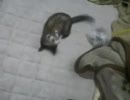 【フェレット】うちの子が1番　その４　もふもふで遊んでみた