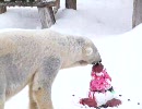 【ホッキョクグマ】さつきのお別れ会【円山動物園】