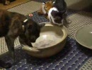 七味と春雨　ねこ鍋に挑戦