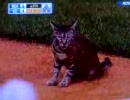 野球の試合中に物申す猫 in MLB