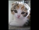猫動画~cute cats~