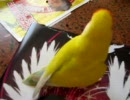困ったコザクラーズ2010その2