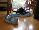 横着な猫