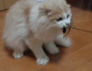 猫のふんばり