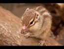 【演奏してみた】　汐