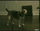 犬の鳴き声にみんなで反応しまくってみた