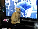 10.02.02 テレビのボールが気になる猫