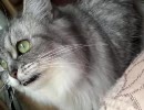猫の鳴き声・・・？２