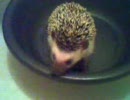 うちのハリネズミ　part3