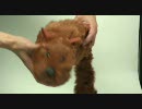 24007　余興　アクションアニマル