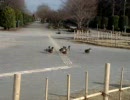 カモの行進